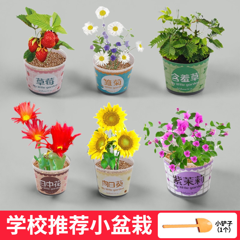 学生种植小盆栽室内植物观察太阳花草莓一年级上册科学实验材料包
