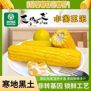 辰旭稼禾金黄水果玉米绿色食品10支试吃两支开袋即食免煮低脂脆甜