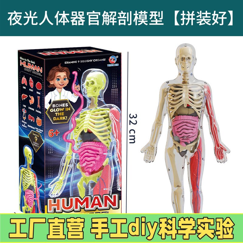科教玩具早教人体器官骨骼模型套装科教中小学生DIY组装儿童EC11