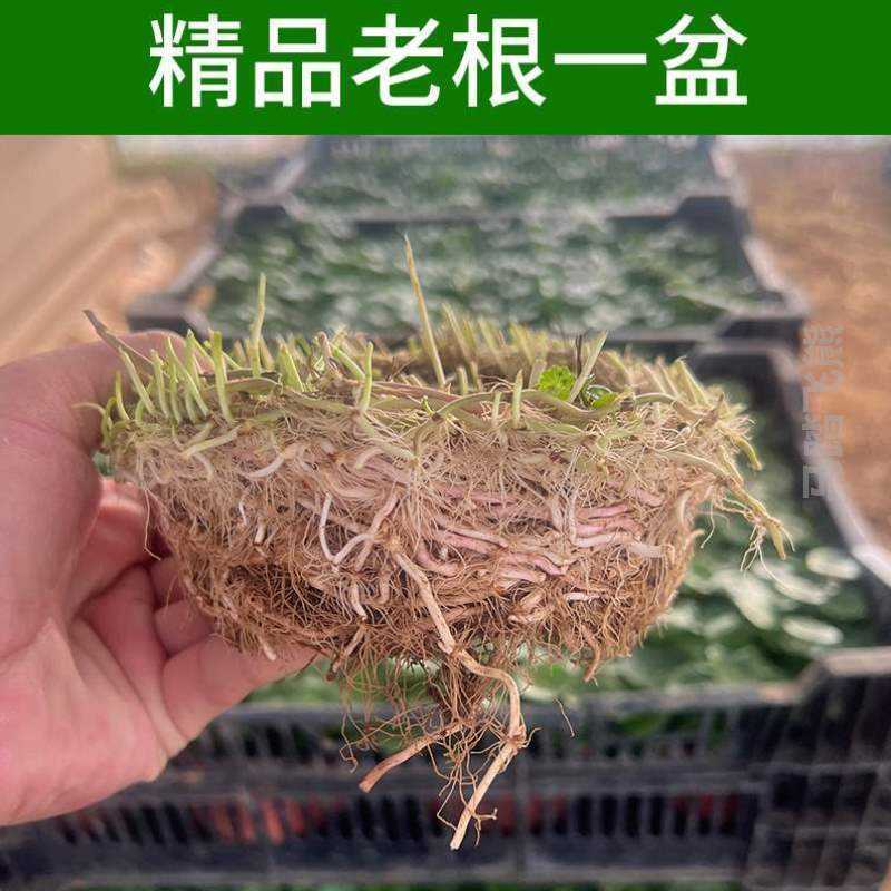 _草碗莲培植铜钱带叶睡莲养活家居好盆景四季办公室金钱草空气