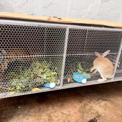 鸡笼兔笼鸽子笼鸭笼大鸡笼养鸡笼子家用加密室外小鸡笼兔子笼加厚