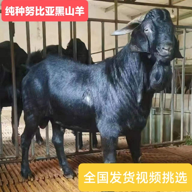 纯种努比亚黑山羊活羊出售大型成年黑山羊种羊怀孕母羊养殖技术