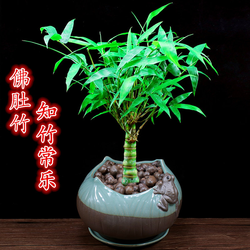 佛肚竹盆栽罗汉竹办公室内植物观赏竹子阳台盆景四季常青客厅绿植