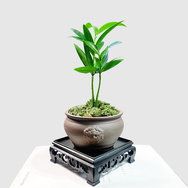 小竹柏四季常青办公室桌面绿植好养室内小盆栽茶桌书桌迷你盆景