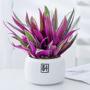 紫露兰盆栽吊兰四季常青办公室内客厅好养净化空气懒人吸水紫背兰