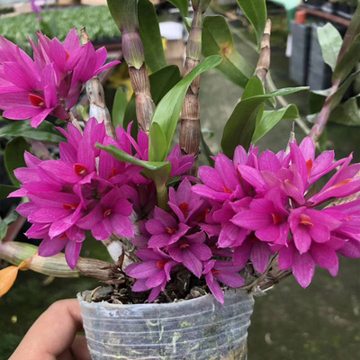 带花苞水莲石斛苗原土原盆发货姬美石斛兰红莲石斛室内绿植盆栽