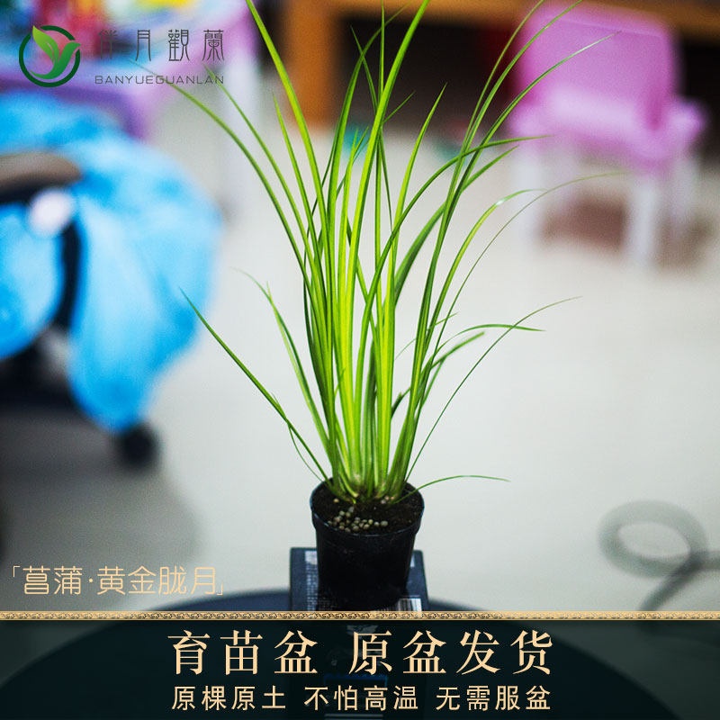 黄金胧月菖蒲盆景草水培苗虎须小叶艾草水生鱼缸造景新鲜室外绿植