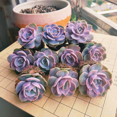 多肉植物盆栽组合室内阳台美观提神萌肉蓝色惊喜新手新款肉肉套装