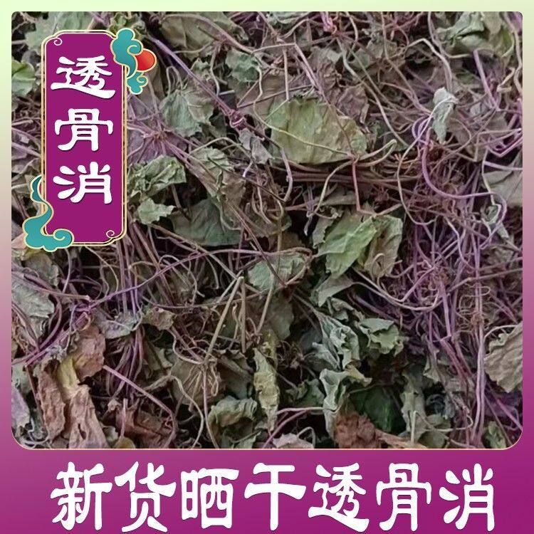 秦岭深山野生透骨消连钱草无硫遍地香铜钱草透骨风生晒地稔连线草