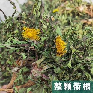 正宗野生蒲公英正品蒲公英泡水喝带根儿泡茶整颗婆婆丁晒干新货