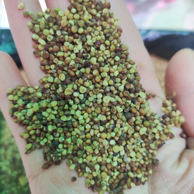 秦岭深山野生菟丝子正品兔丝子正宗四川大菟丝子茶新货免费磨粉