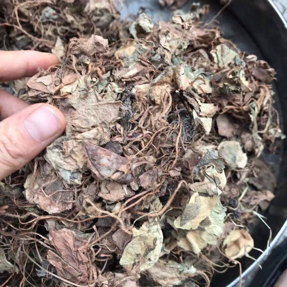 秦岭野生虎耳草干货新鲜虎耳草通耳草高山纯野生虎耳草自然晒干