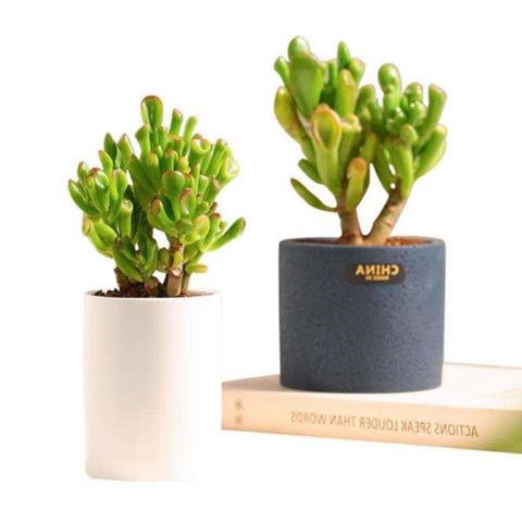 吸财树老桩【招财纳福】新手好养桌面室内绿植盆栽组合多肉植物