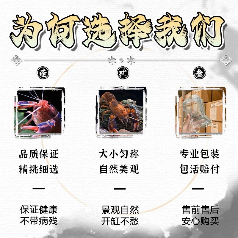 紫火山破坏者虾观赏虾鳌虾小龙虾冷水饲养淡水宠物虾