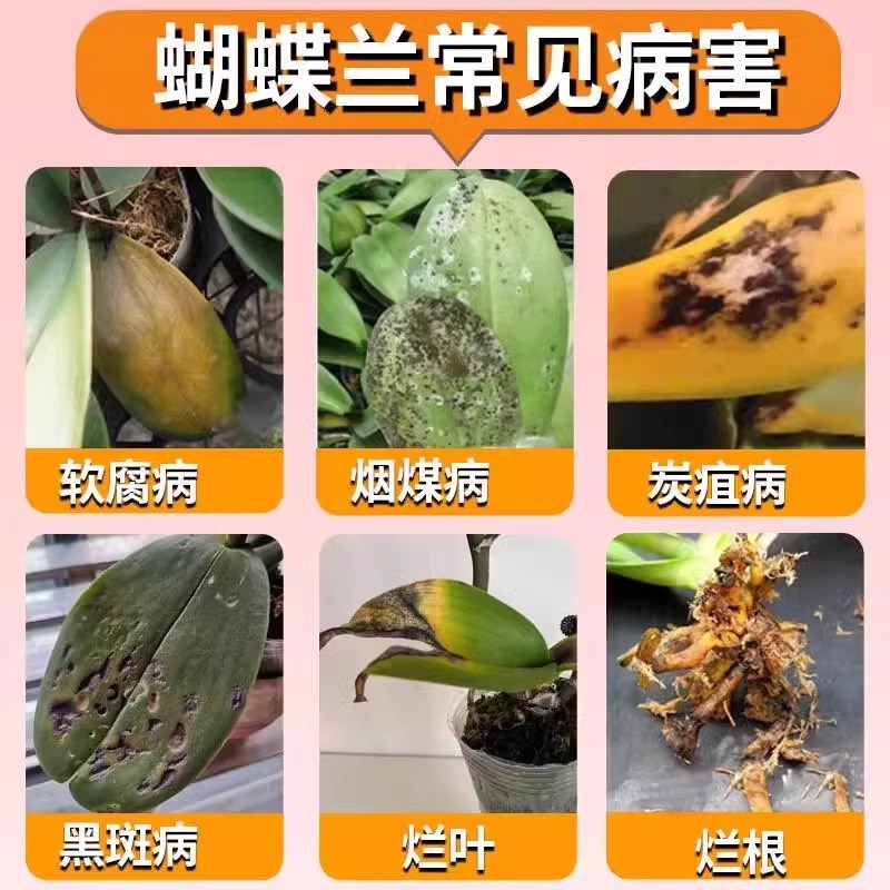 蝴蝶兰杀菌剂软腐黄叶炭疽叶斑灰霉病兰花营养液烂根专用生根药水