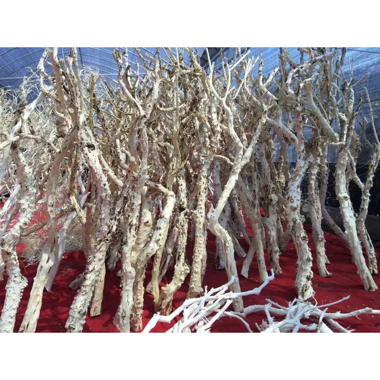 造型石榴树漂白石榴树服装装饰树枯树干树枝白树枝剥皮树造型树干