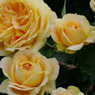 惠惠的花园大花切花月季焦糖古董大花分枝性好耐冲刷阳台庭院盆栽