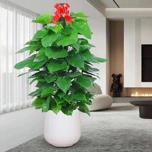 大叶绿萝柱客厅绿植室内大型绿箩盆栽办公室净化空气开业送礼盆景