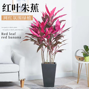 速发红叶朱蕉盆栽室内客厅净化空气观花盆景叶卉水培植物绿铁叶铁