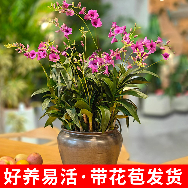 速发石斛兰浓香型带红花泼墨超长花期水培兰花苗好养客花四季开花