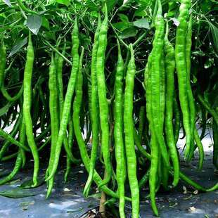 线椒种子四季籽辣椒种籽孑苗种海椒秧蔬菜南方线湖南秧苗大全