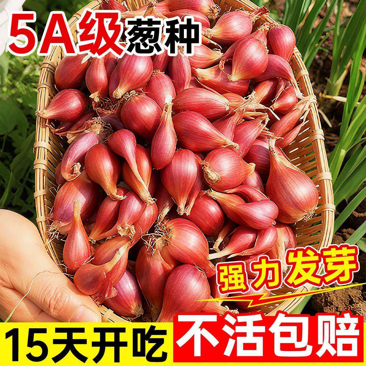 红葱头种四季小香葱种头正宗广东四川红葱头葱种子本地火葱老品种