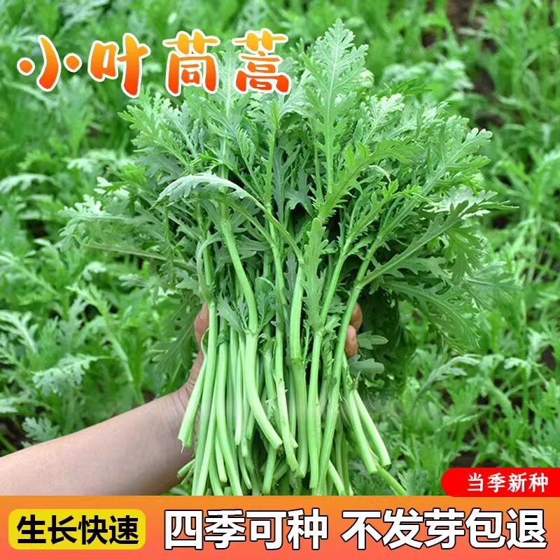 茼蒿种子大叶小叶中叶菜籽四季播种农家蔬菜阳台盆栽高产新种大全