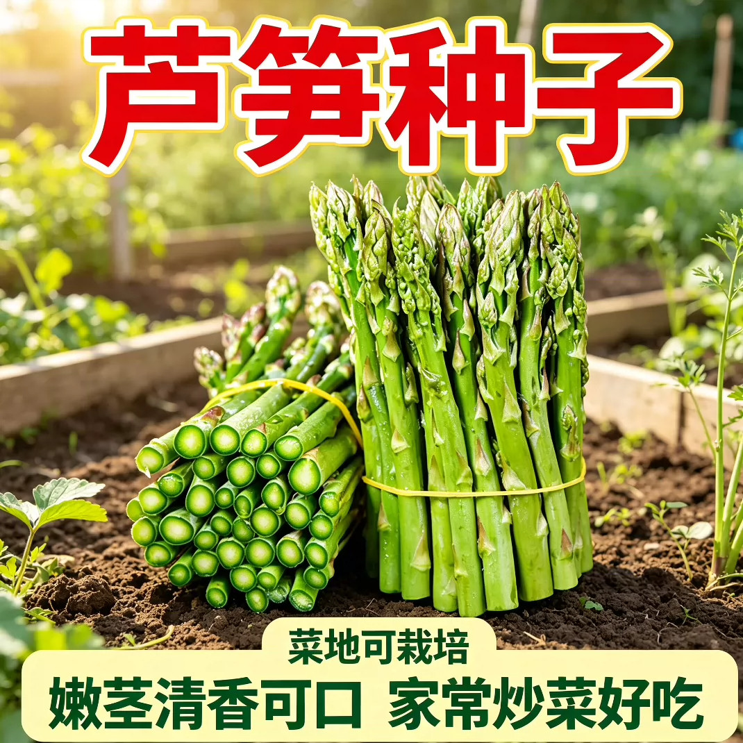 春秋适种芦笋种子发芽率高适应性强质地细嫩高营养耐贮存芦笋种子
