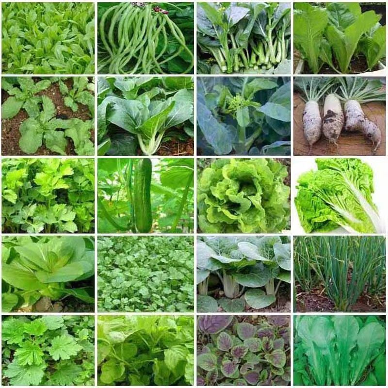 四季播种蔬菜种子大全青菜香菜白菜生菜番茄小葱黄瓜种子阳台盆栽