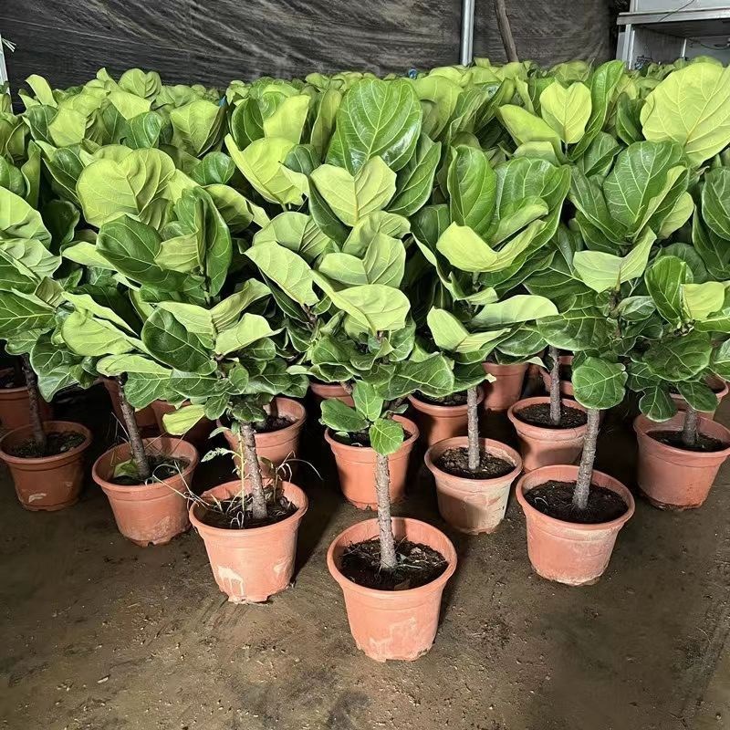 琴叶榕办公室花卉绿植盆景客厅旺宅室内盆栽大型植V物易活四季好