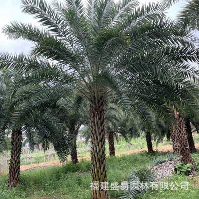 中东海枣 银海枣报价 棕榈中东海枣树 银海枣价格 银海枣