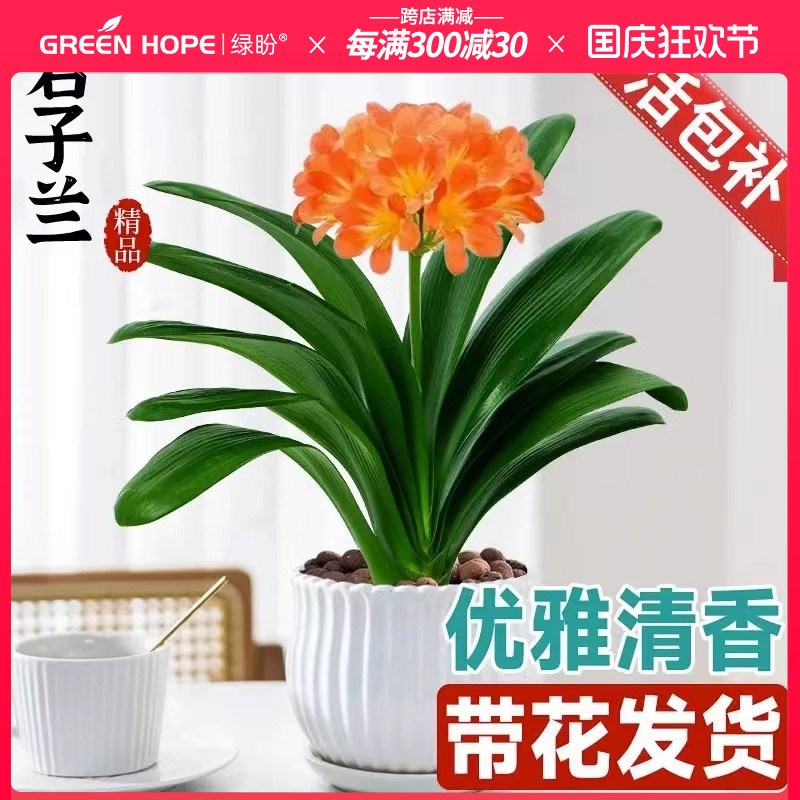 速发君子兰盆室内桌面红色君子兰花客厅花卉活植四季易绿好植养物