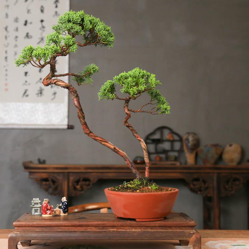 一本多杆济州真柏老桩造型盆景四季常青办公室茶室摆件耐寒好养