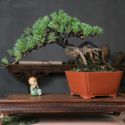 宫岛五针松盆景室内文人老桩盆栽庭院中式盆景五叶松矮霸迎客造型