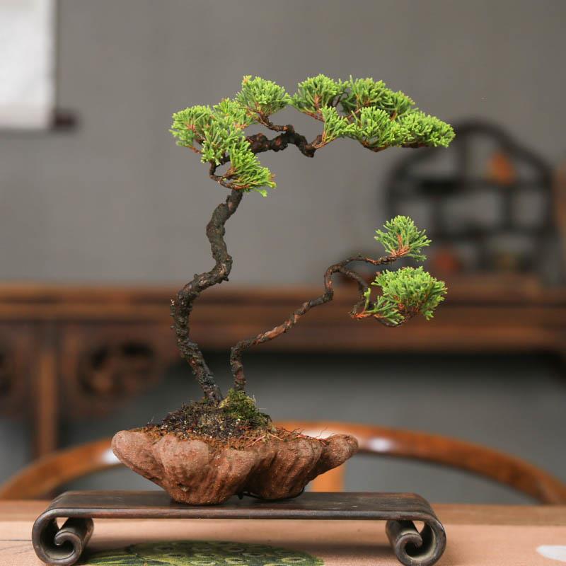 系鱼川真柏盆景庭院老桩柏树一物一拍多杆造型中式盆栽基地直销