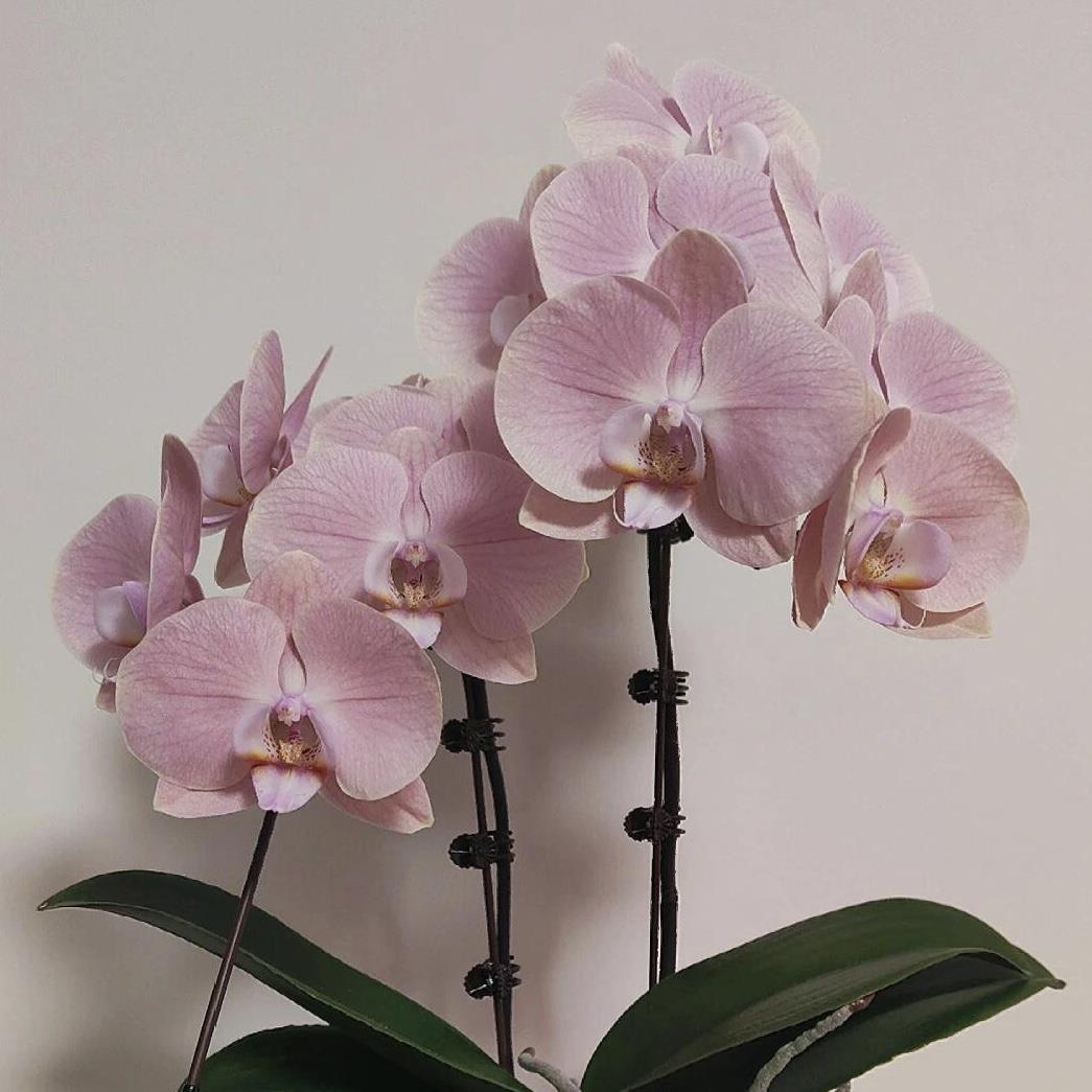 安祖欧品蝴蝶兰罗马3.5寸杯苗不带花箭香槟淡粉色高端洋兰包对版