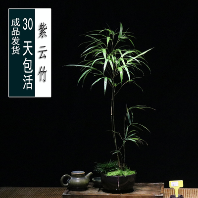 紫云竹盆栽四季常绿小型竹子盆景礼品成品发货适合室内种