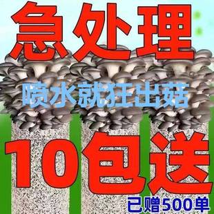 金针菇种植菌包银耳种植菌包磨姑菌种杏鲍菇种植包木耳家庭种植棒