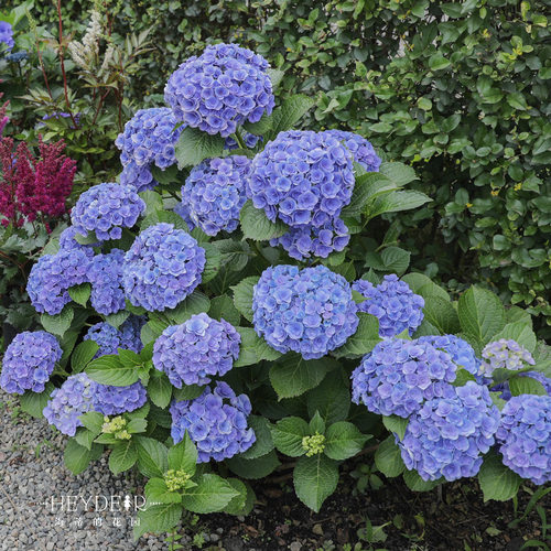 海蒂的花园大花绣球妖精之吻绣球花苗阳台庭院木本花卉盆栽植物