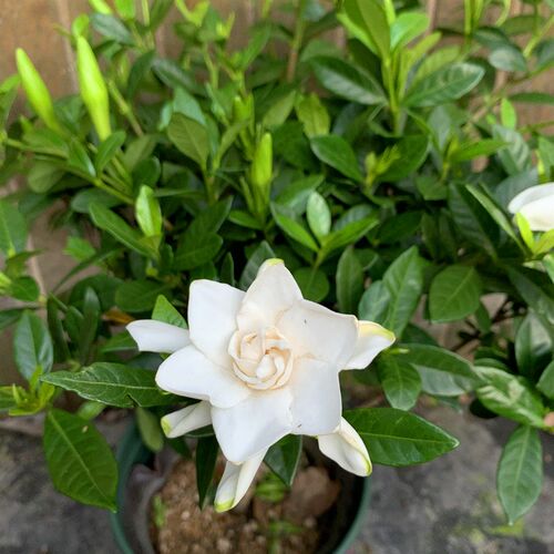 独杆小叶c栀子花盆栽老桩开花浓香室内阳台庭院多年生植物耐热耐