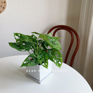 亲爱的绿植 g米歇尔仙洞龟背竹盆栽净化空气好养办公室内桌面植物