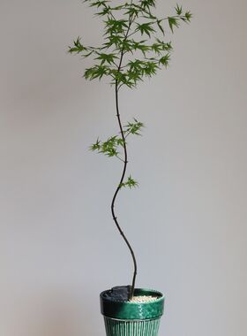 苏太植物 流泉枫氛围感小众植物 弯曲造型客T厅观叶落地植物