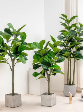 琴叶榕仿真大型盆栽芭蕉橡皮x树假植物室内摆件仿生绿植景客厅装
