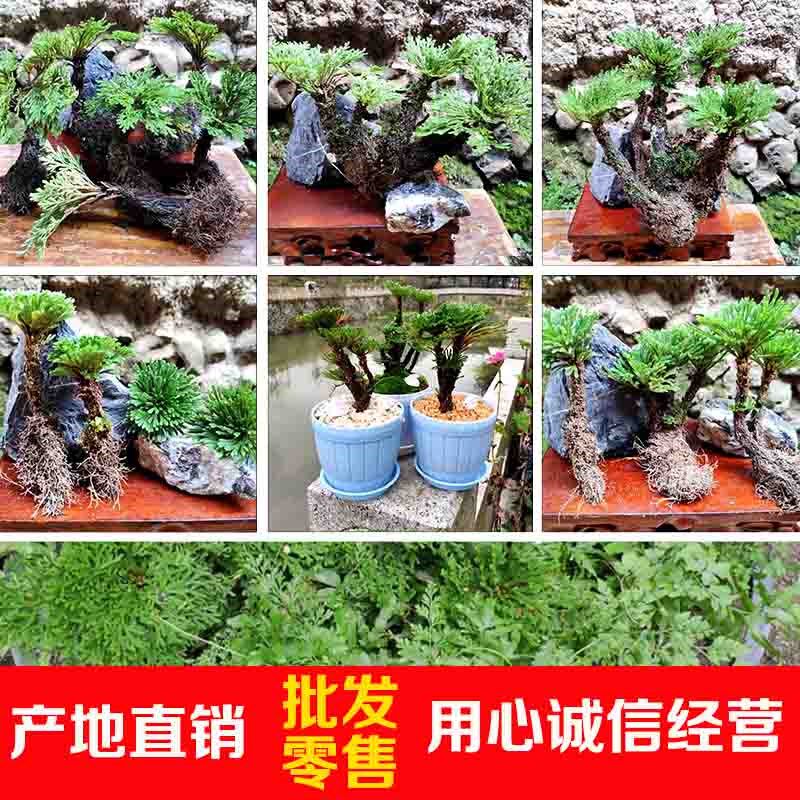 卷柏植物绿植盆栽九死还魂y草室四微小季常青小叶大叶盆景包