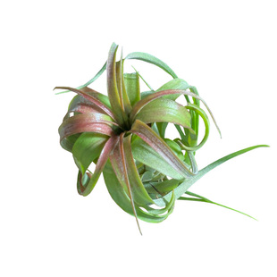 艾瑞克空气凤梨植物卷p叶室内桌面空凤无土绿植摆件净化空气草包