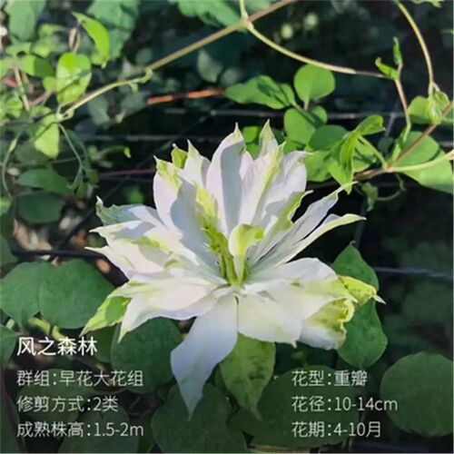 【风之森林】1.5加仑铁线莲阳台庭院地载盆O栽爬藤花卉植物四季开