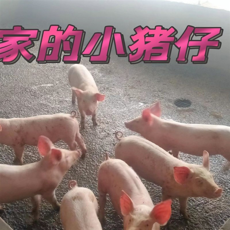 纯干猪粪晒干发酵有机肥桂花肥花卉蔬菜果树农家肥绿植通用种植肥