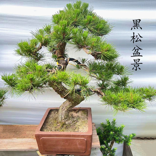 精品黑松盆景造型树老桩矮霸绿植四季常青迎客松盆栽
