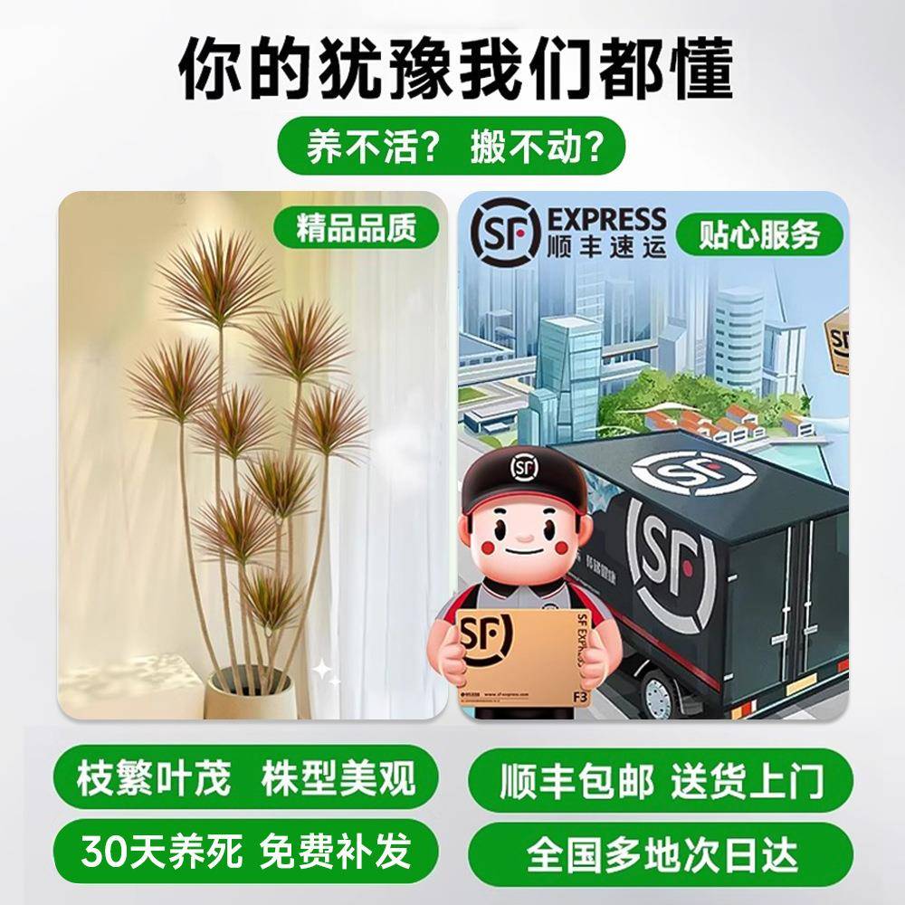 千景木客厅型绿植大植物盆802栽造室内好养七彩铁龙血树年落地式