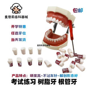 牙科口腔技能考试练习牙粒根管开髓牙树脂牙 离体牙 种植备牙模型